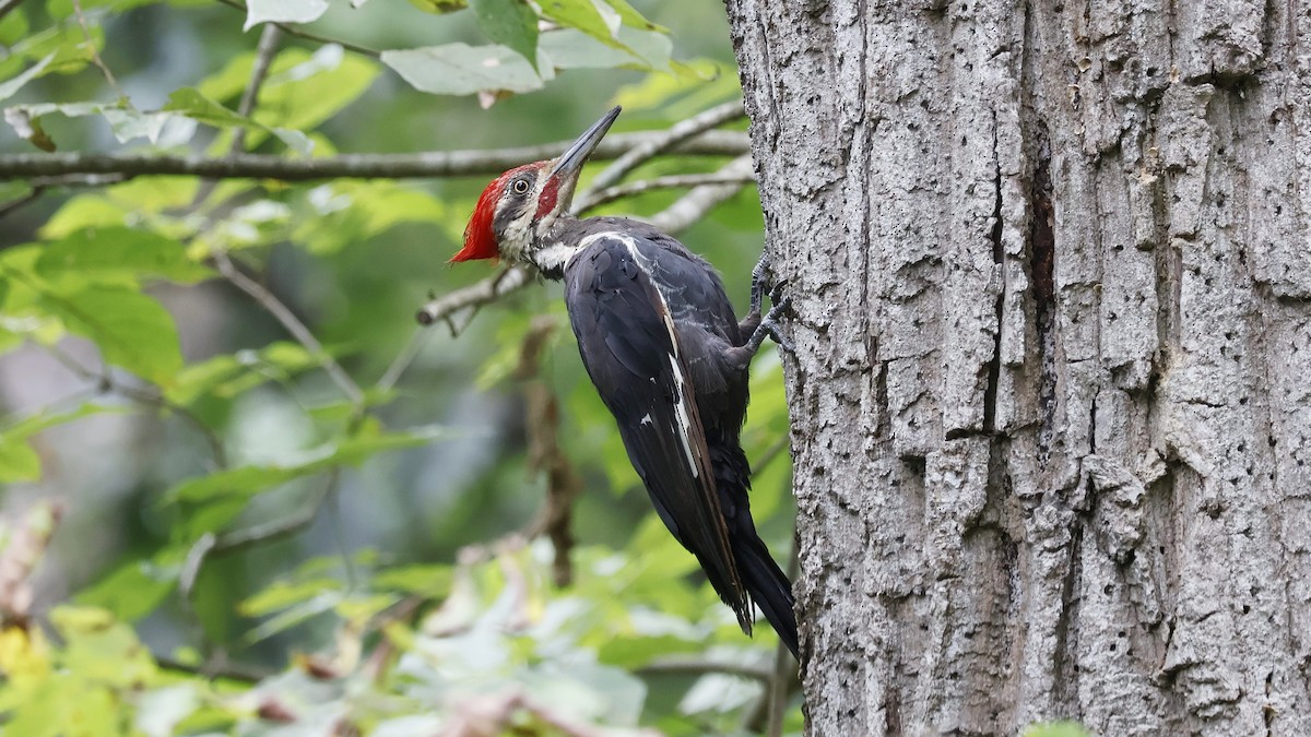 datel chocholatý - ML640794346