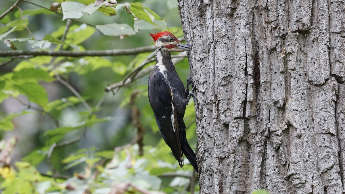 datel chocholatý - ML640794347