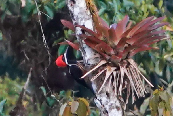 Powerful Woodpecker - ML640794348
