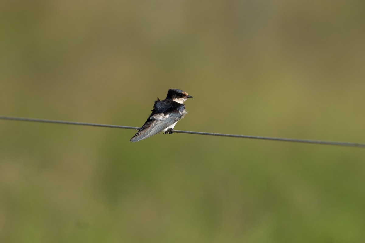 Ethiopian Swallow - ML640794402