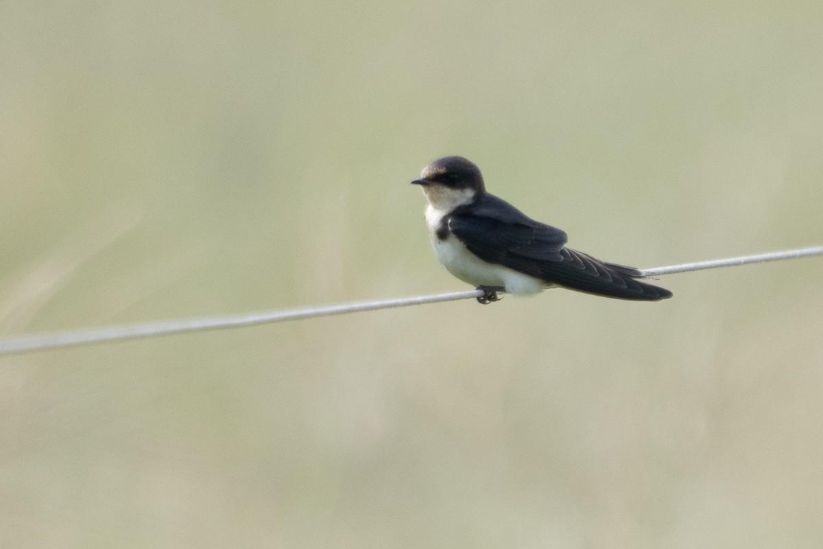 Ethiopian Swallow - ML640794403