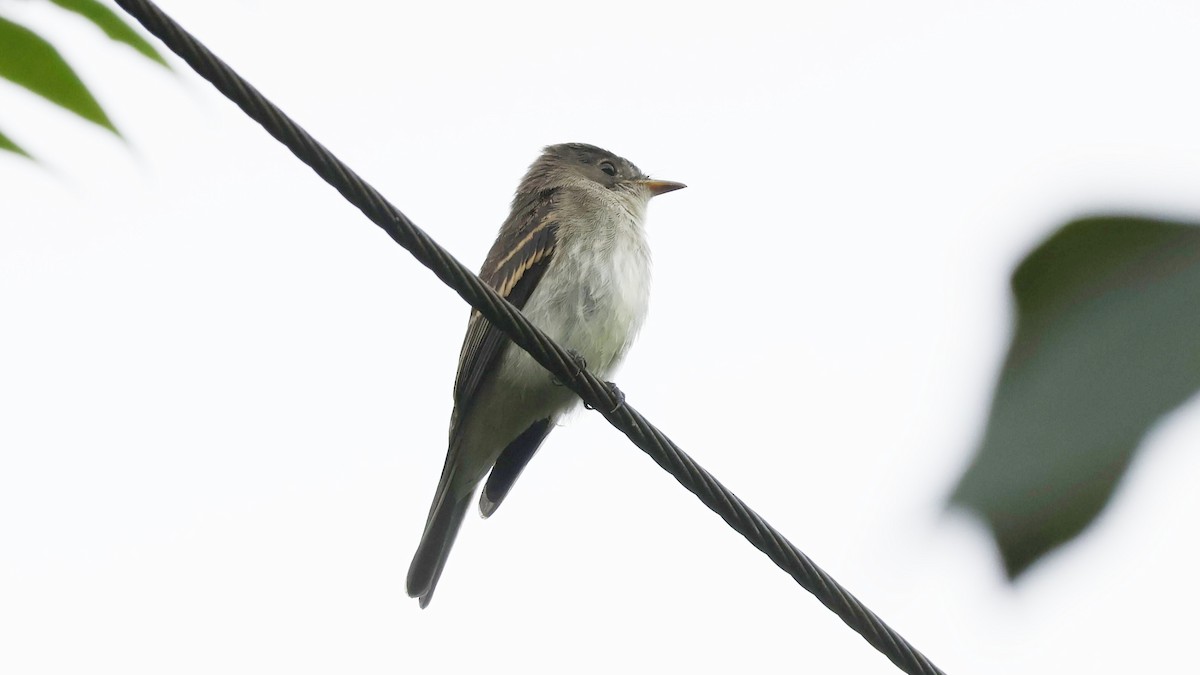 tyranovec východní - ML640794439