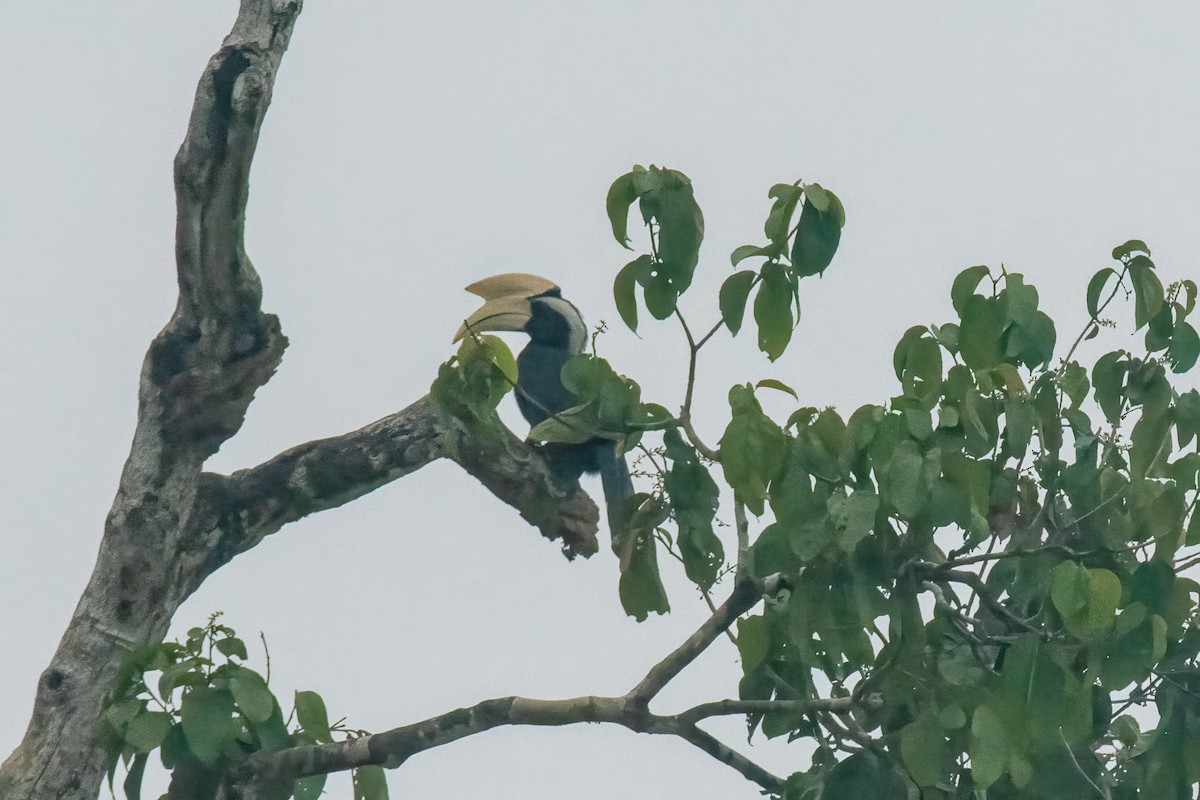 Black Hornbill - ML640794478