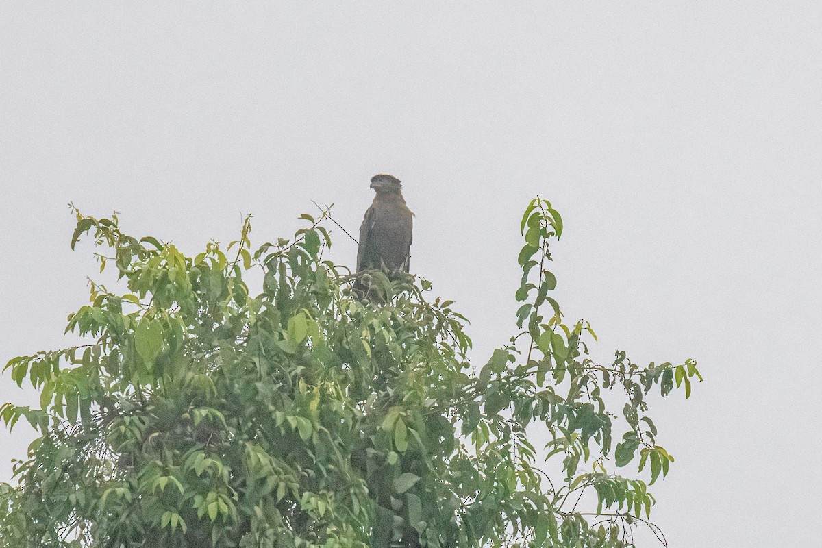 Crested Serpent-Eagle - ML640794495