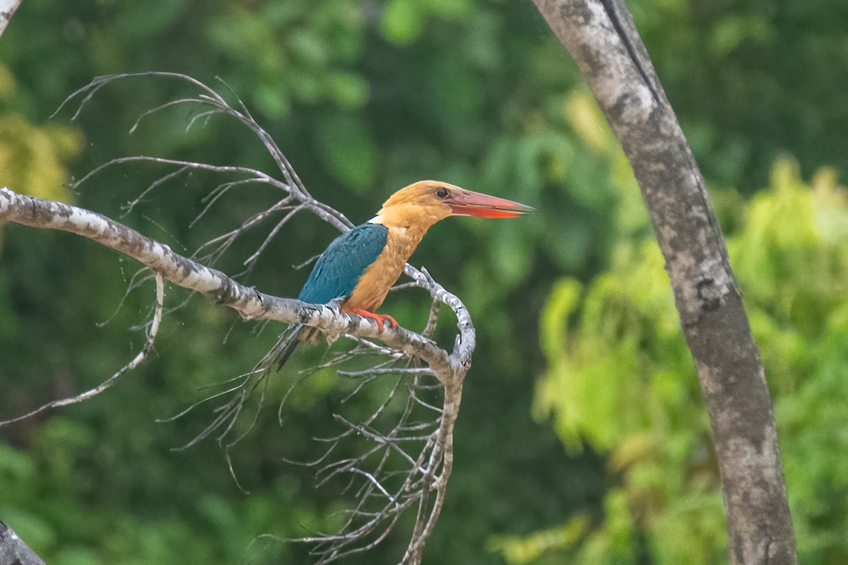 Stork-billed Kingfisher - ML640794510