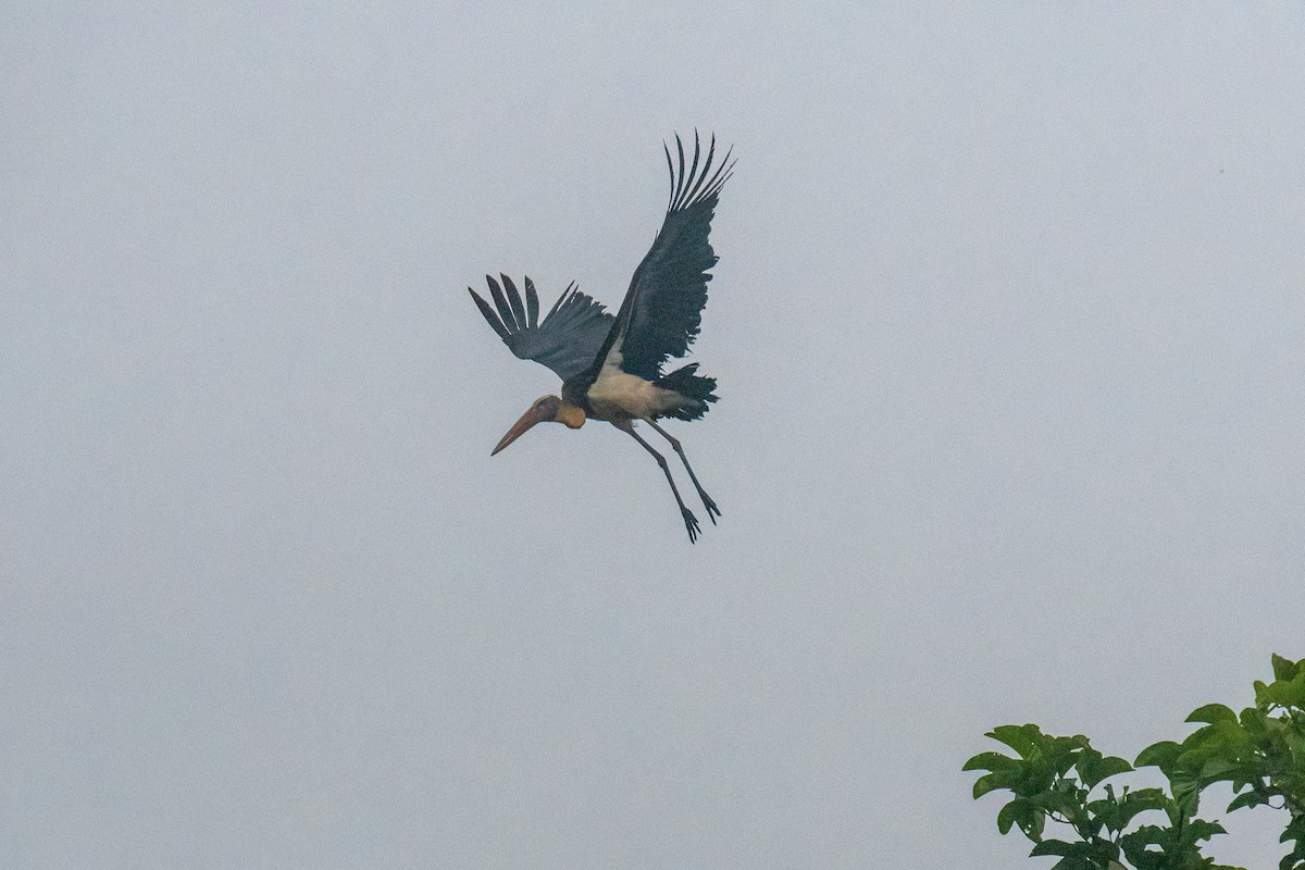 Lesser Adjutant - ML640794549
