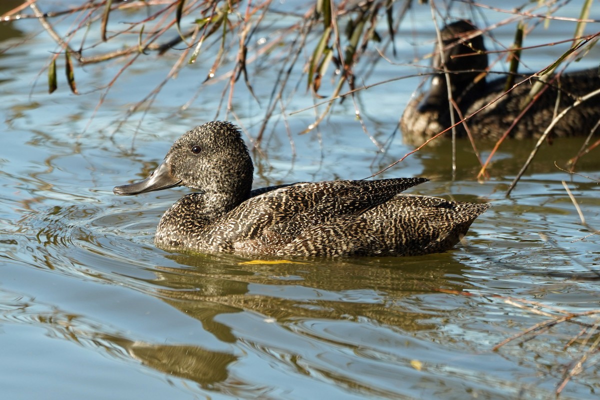 Freckled Duck - ML640794565