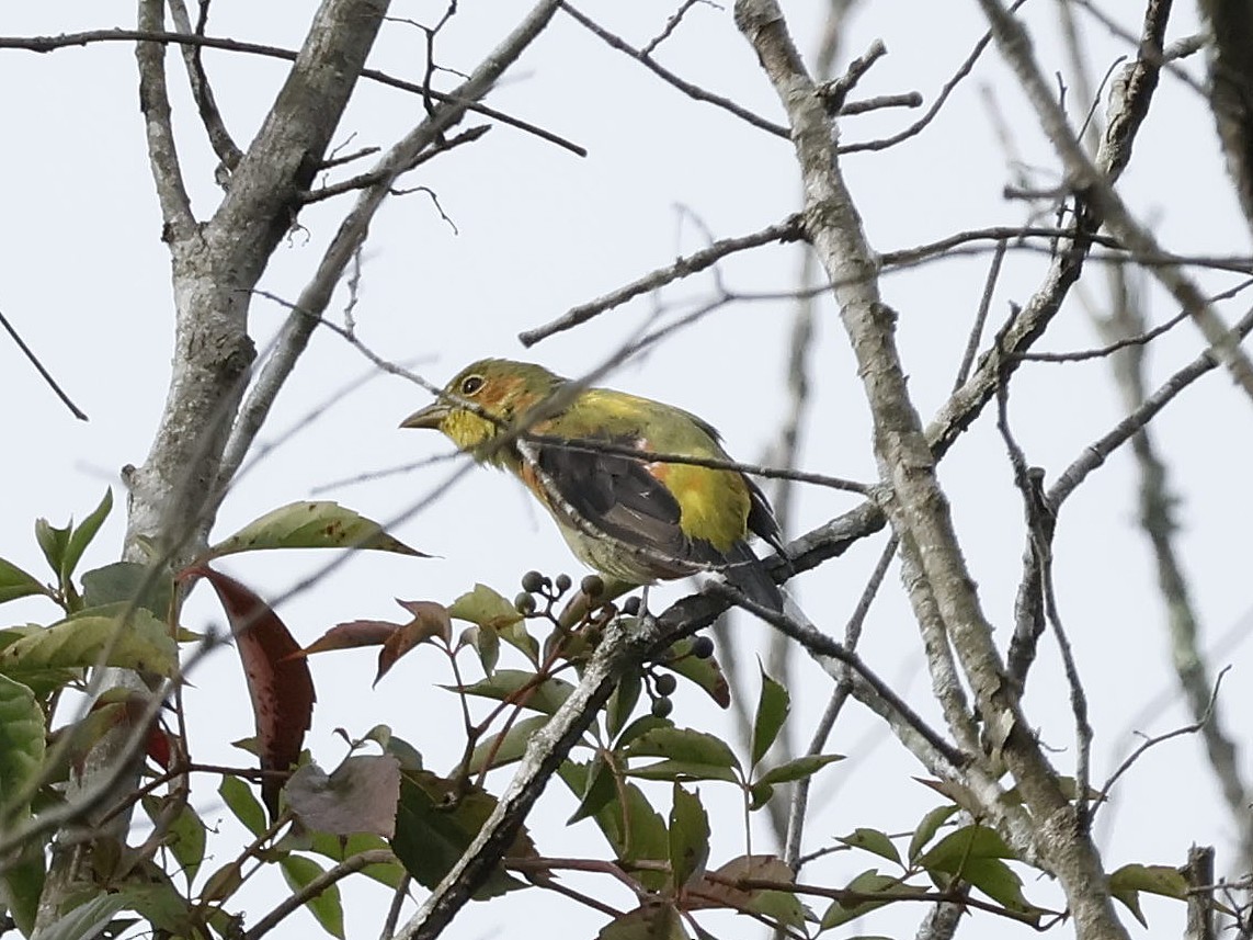 piranga šarlatová - ML640794618