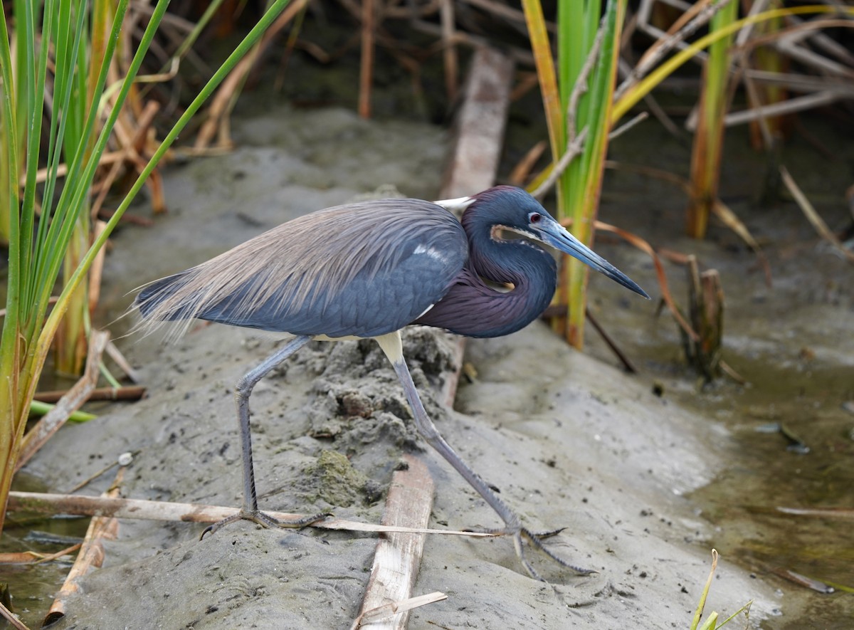 Tricolored Heron - ML640794625