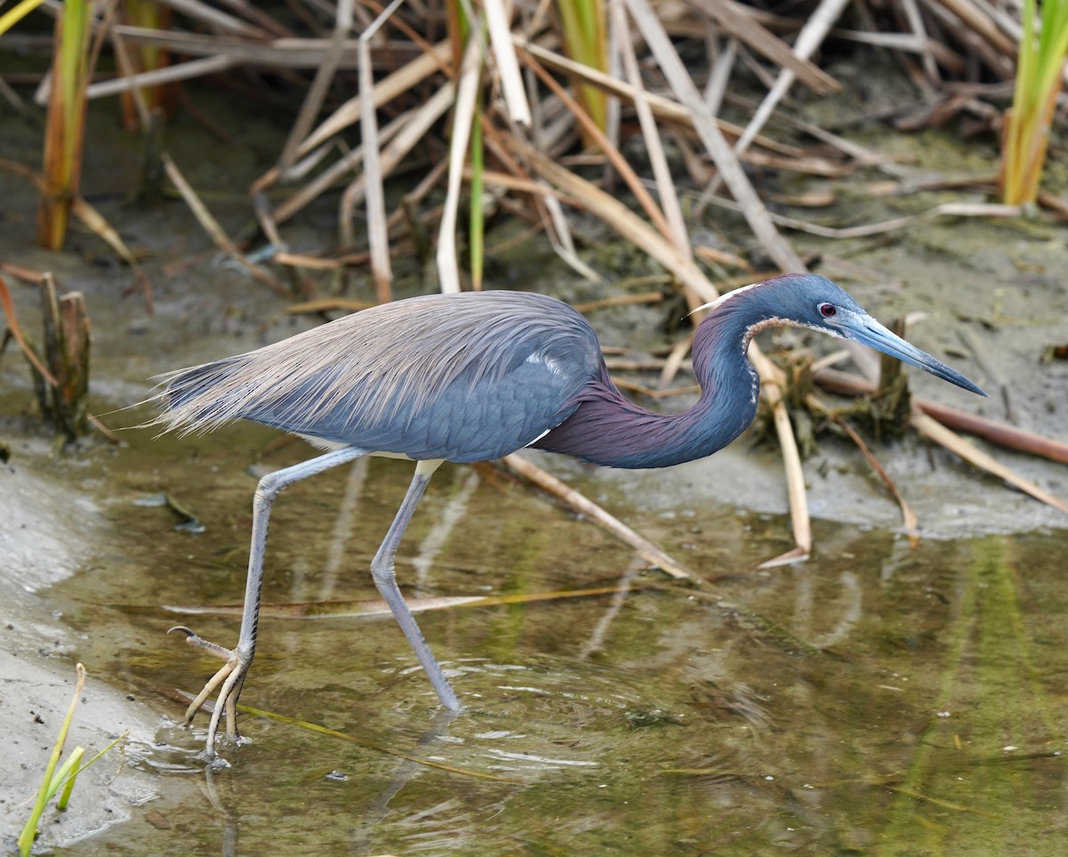 Tricolored Heron - ML640794627