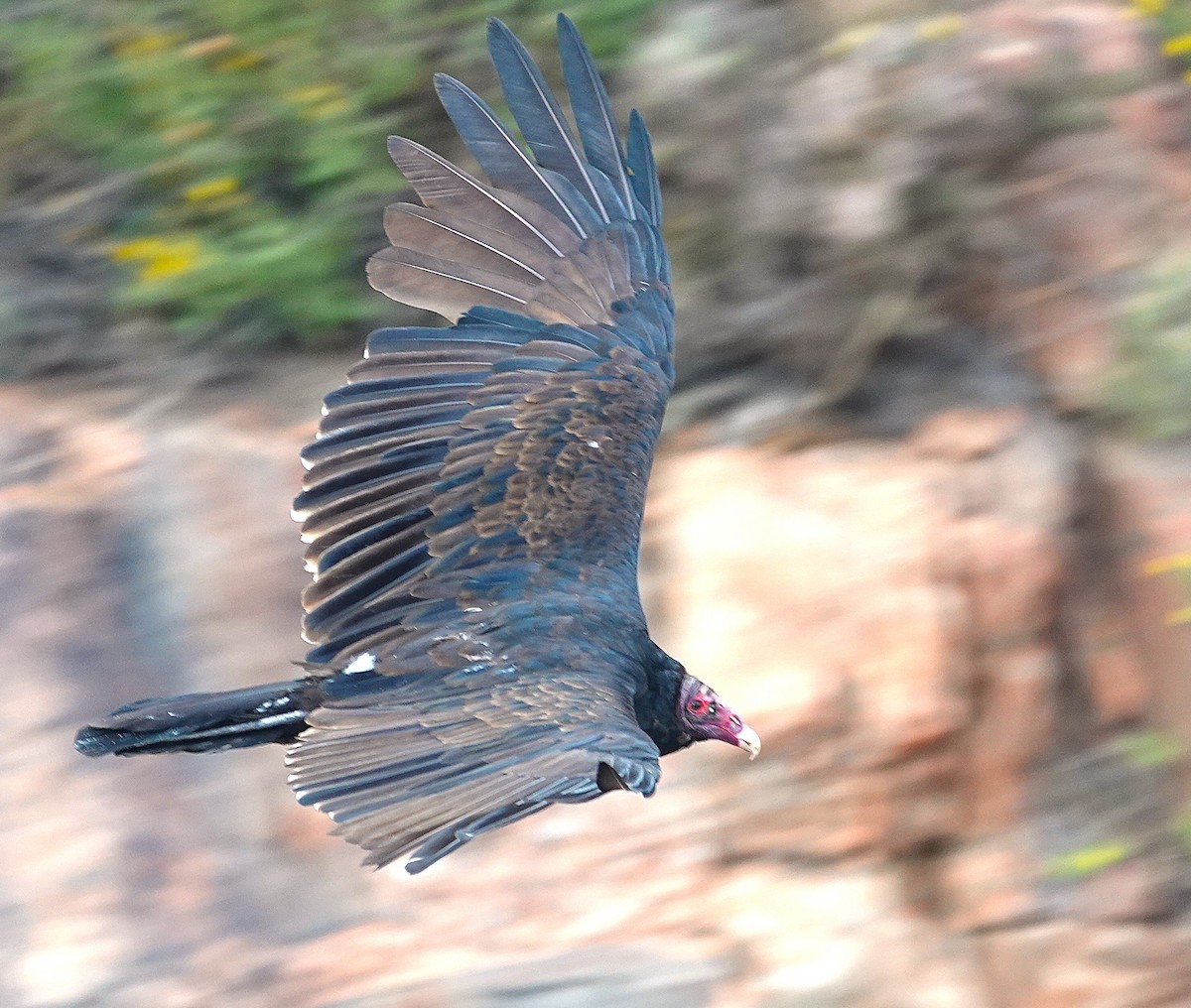 Turkey Vulture - ML640794675