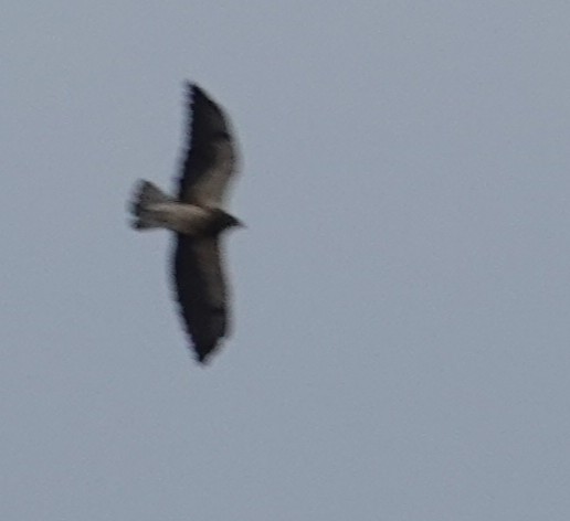 Swainson's Hawk - ML640794692
