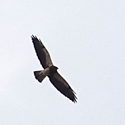 Swainson's Hawk - ML640794693