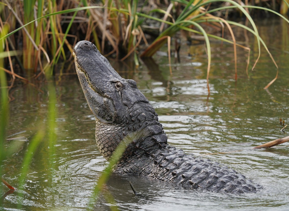 Animals - ML640794697