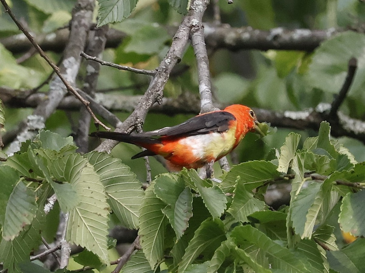 piranga šarlatová - ML640794705