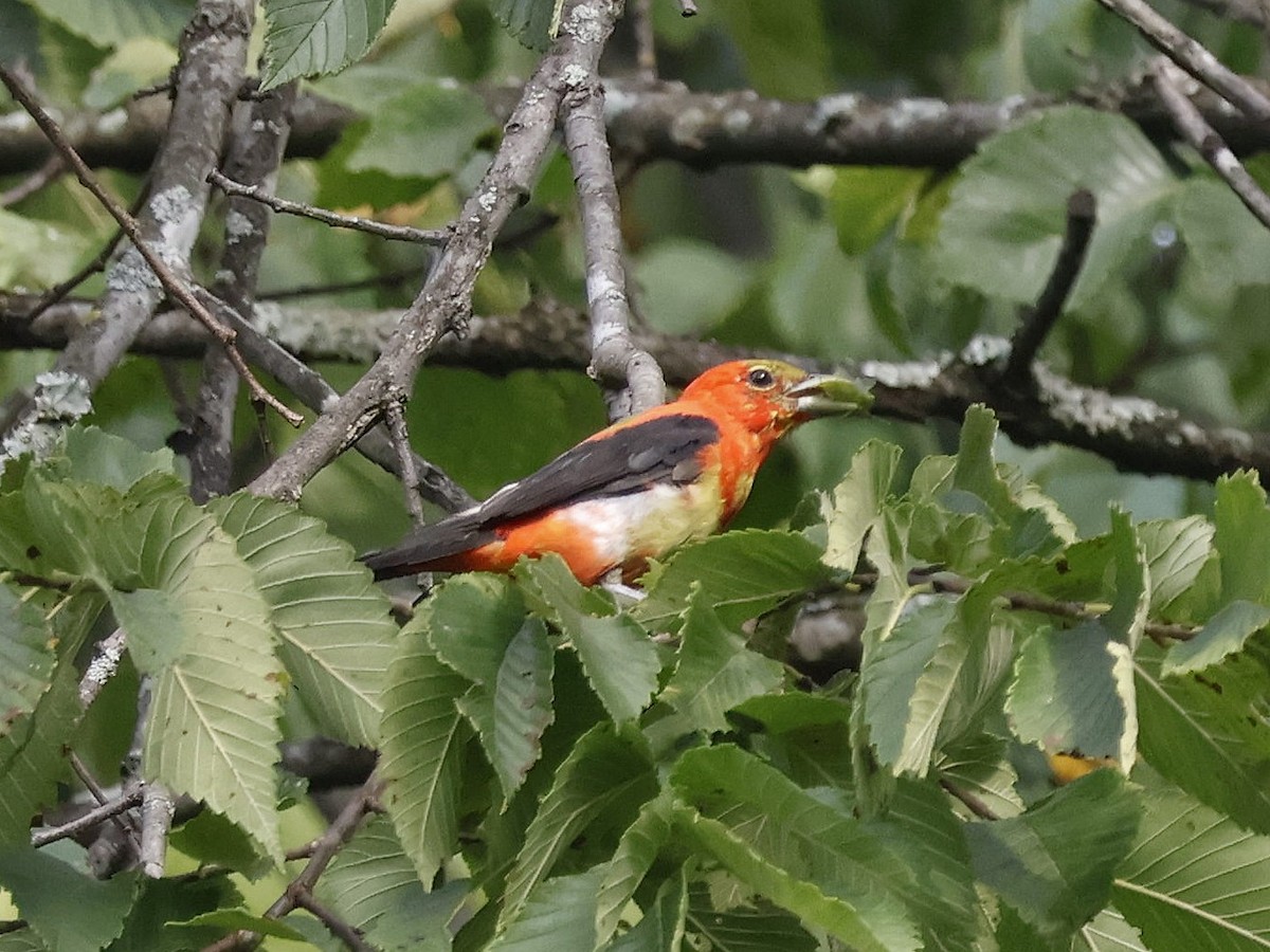 piranga šarlatová - ML640794706