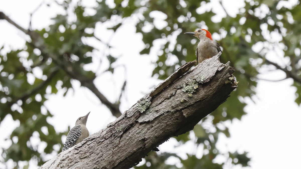 datel karolínský - ML640794724