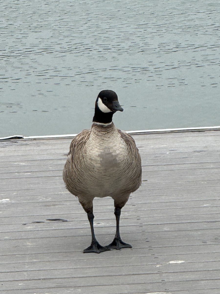 Cackling Goose (Aleutian) - ML640794741
