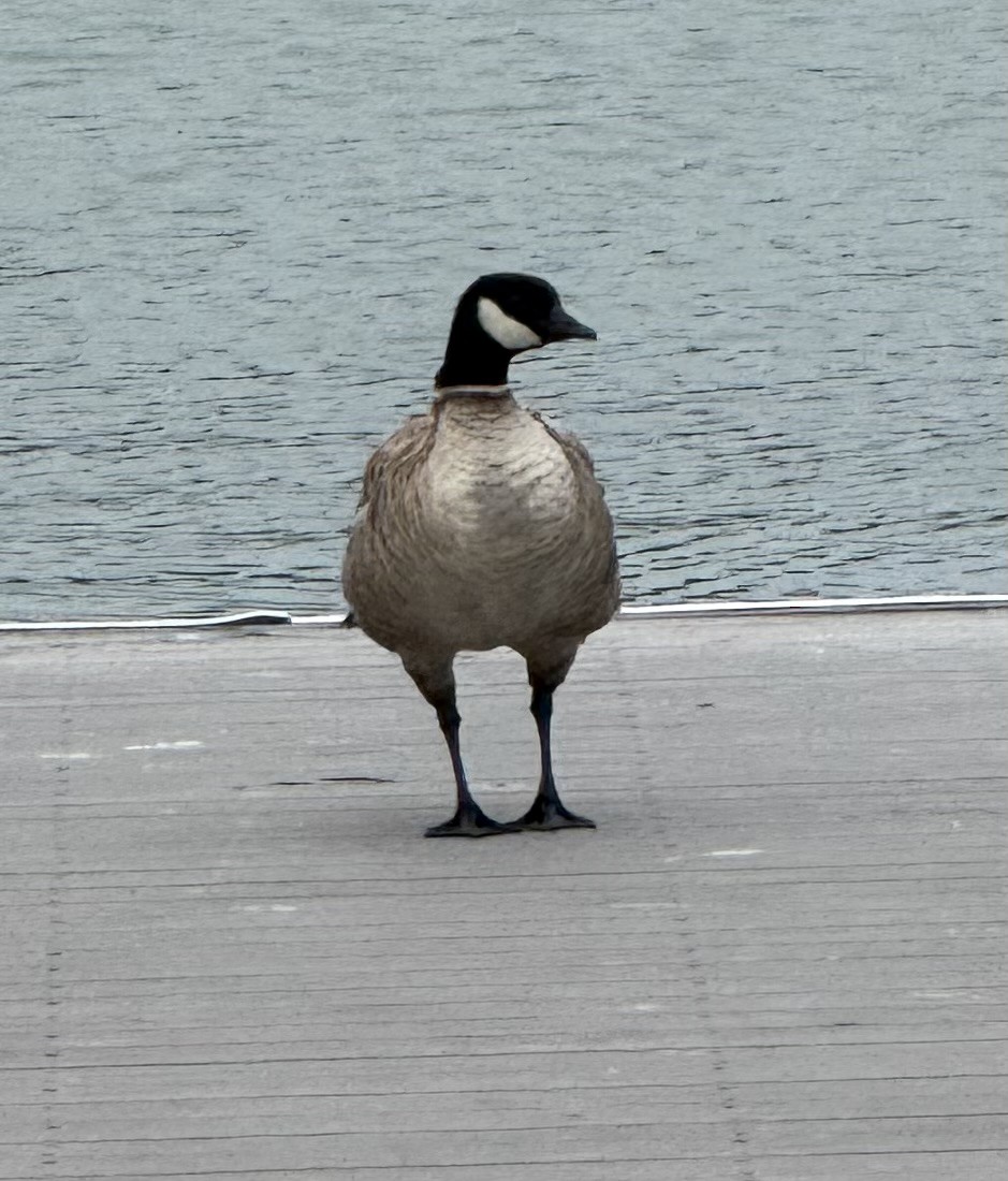 Cackling Goose (Aleutian) - ML640794742