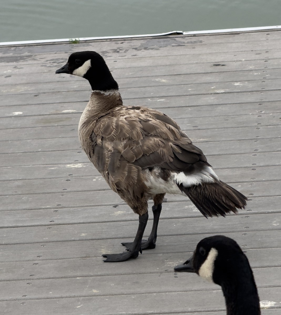 Cackling Goose (Aleutian) - ML640794743
