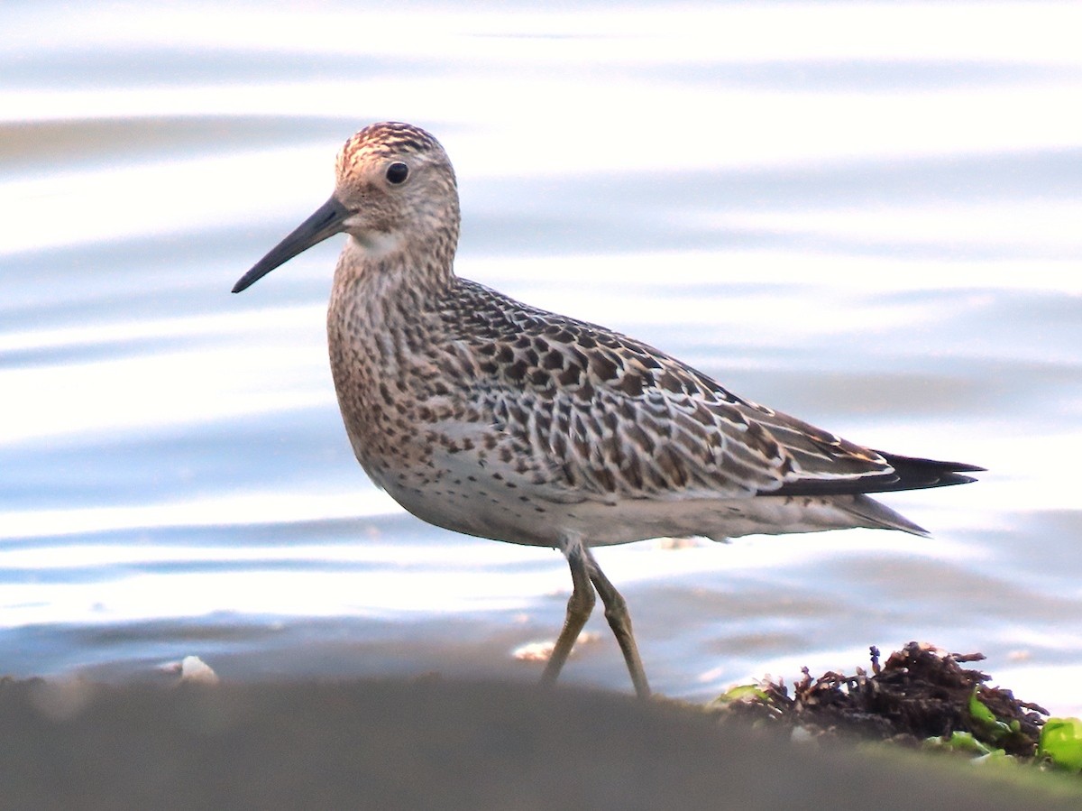 Great Knot - ML640794754