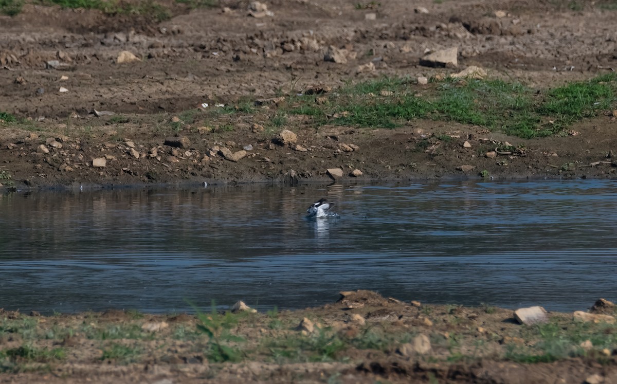Pied Kingfisher - ML640794896