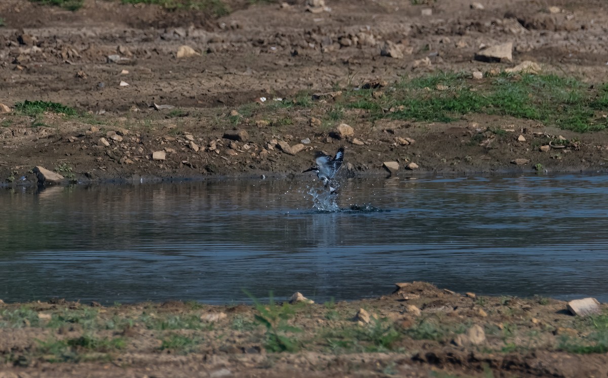 Pied Kingfisher - ML640794897