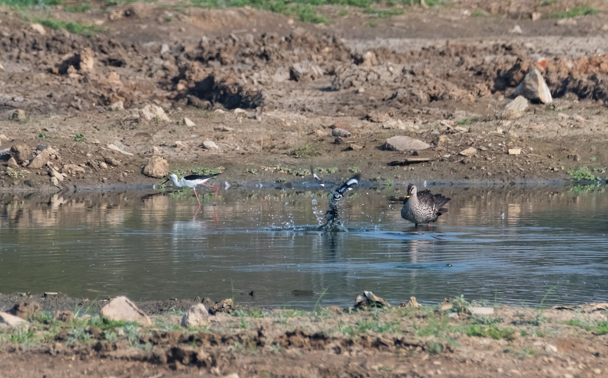 Pied Kingfisher - ML640794898