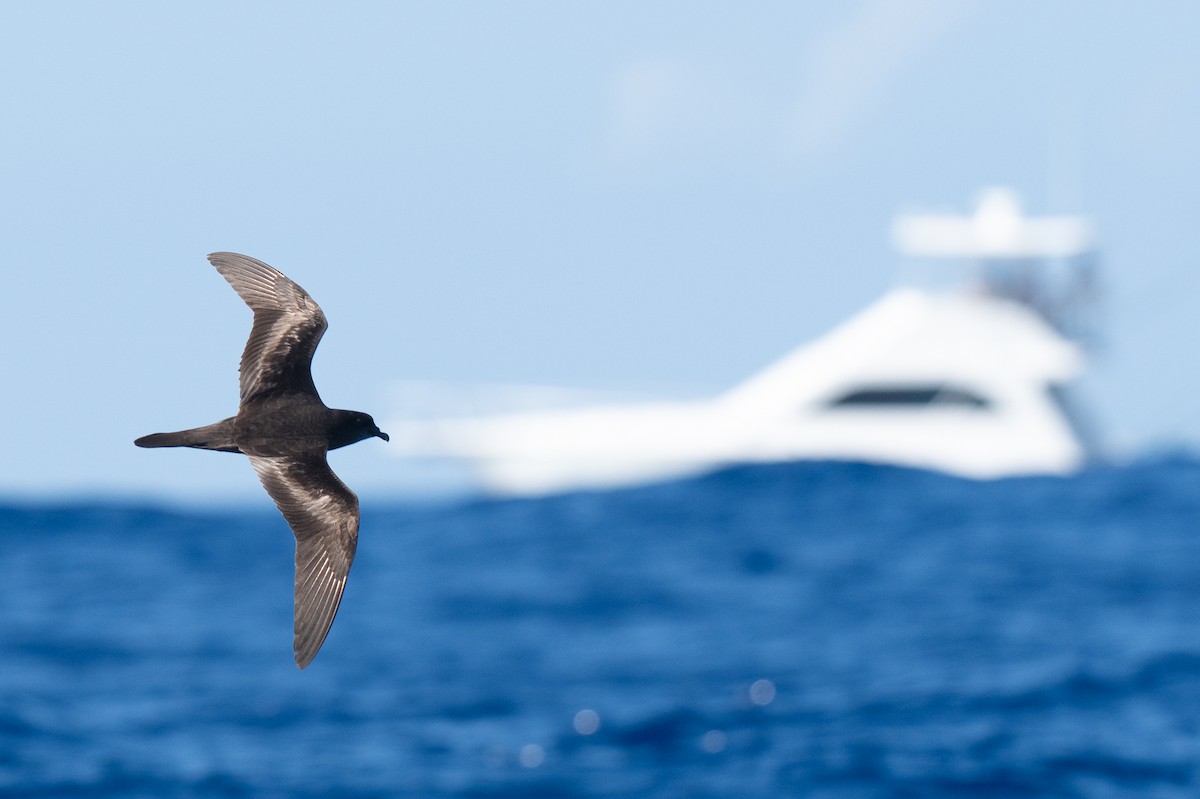 Bulwer's Petrel - ML640794908