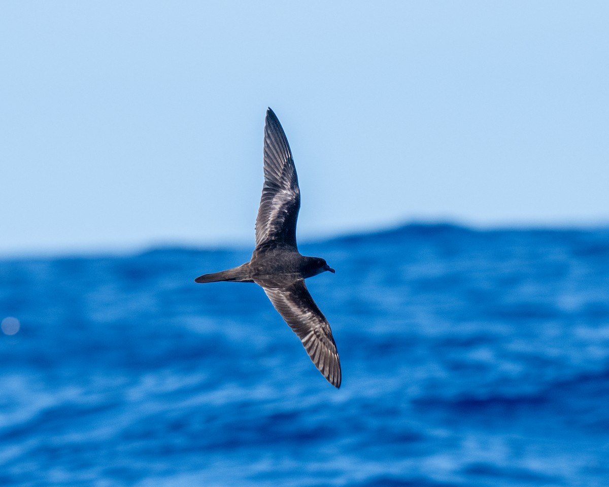 Bulwer's Petrel - ML640794909