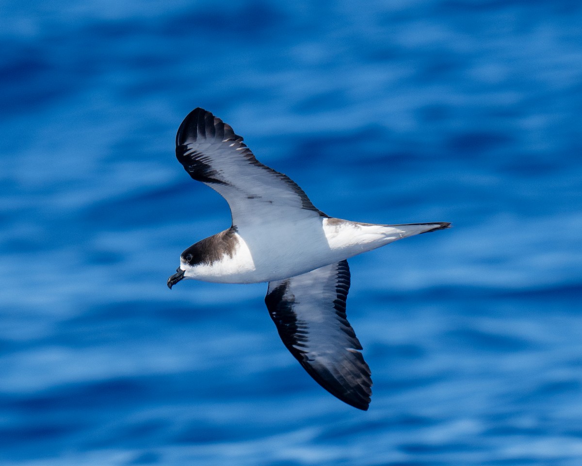 Hawaiian Petrel - ML640794913