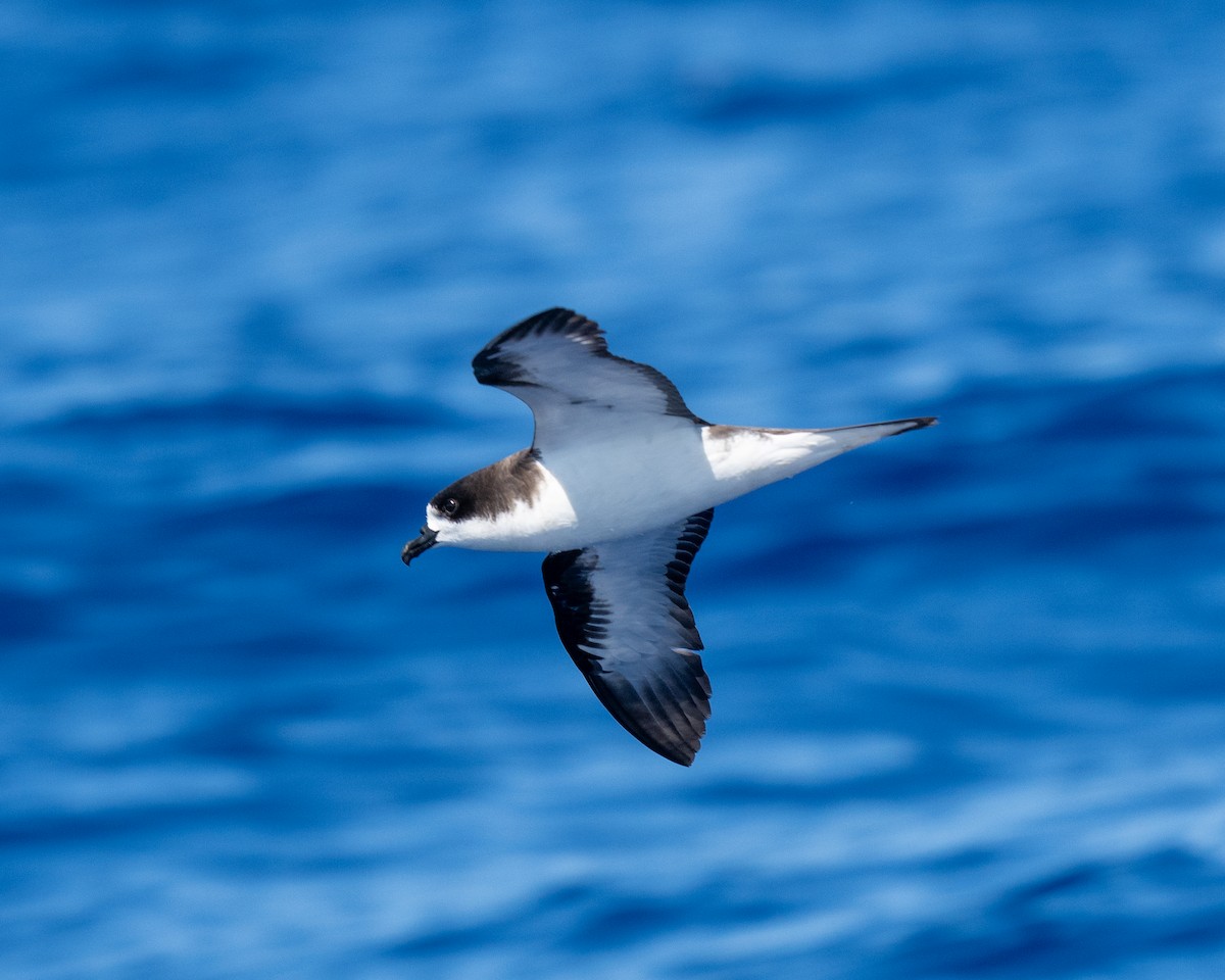 Hawaiian Petrel - ML640794915