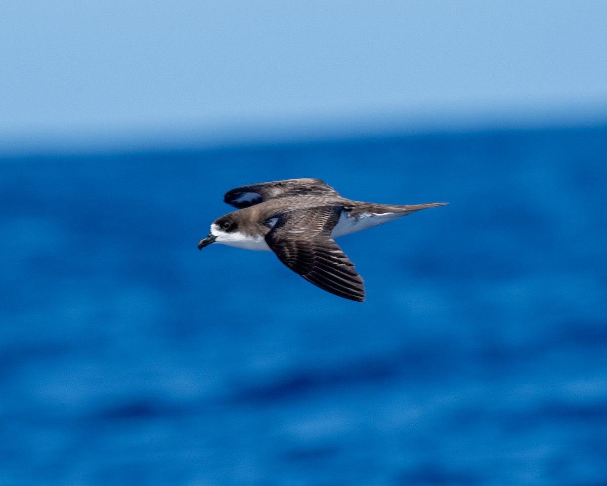 Hawaiian Petrel - ML640794916