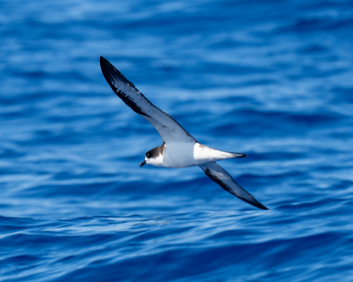 Hawaiian Petrel - ML640794917