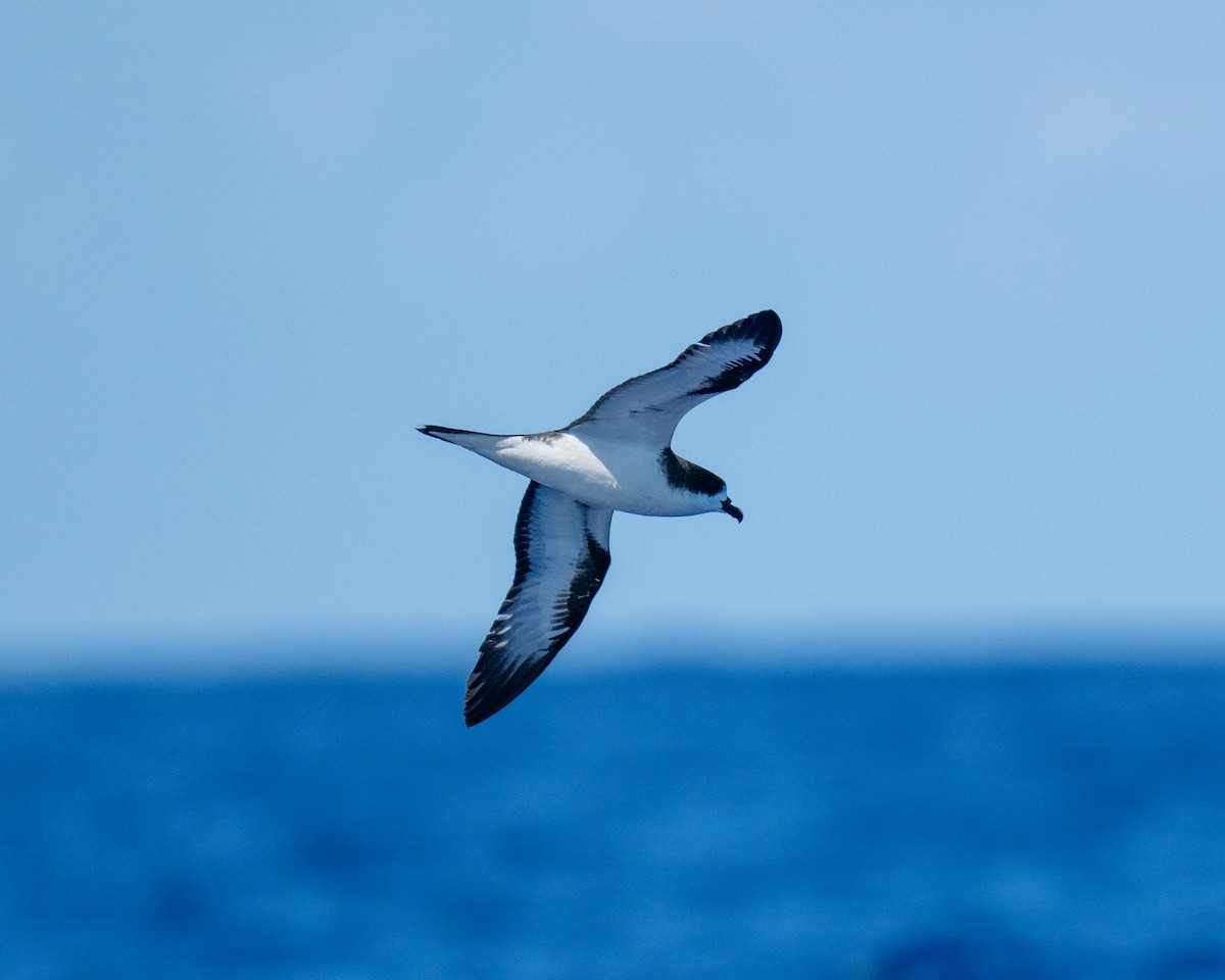 Hawaiian Petrel - ML640794923