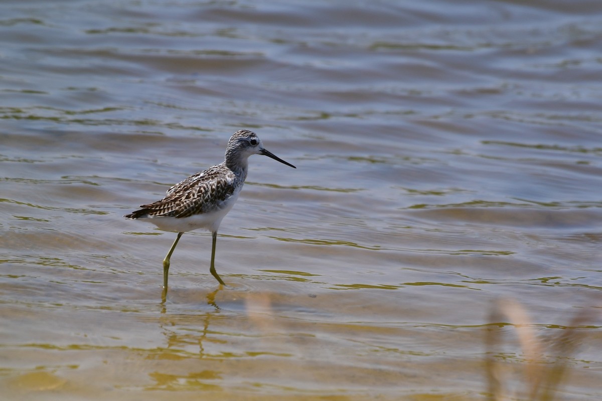 Marsh Sandpiper - ML640794929