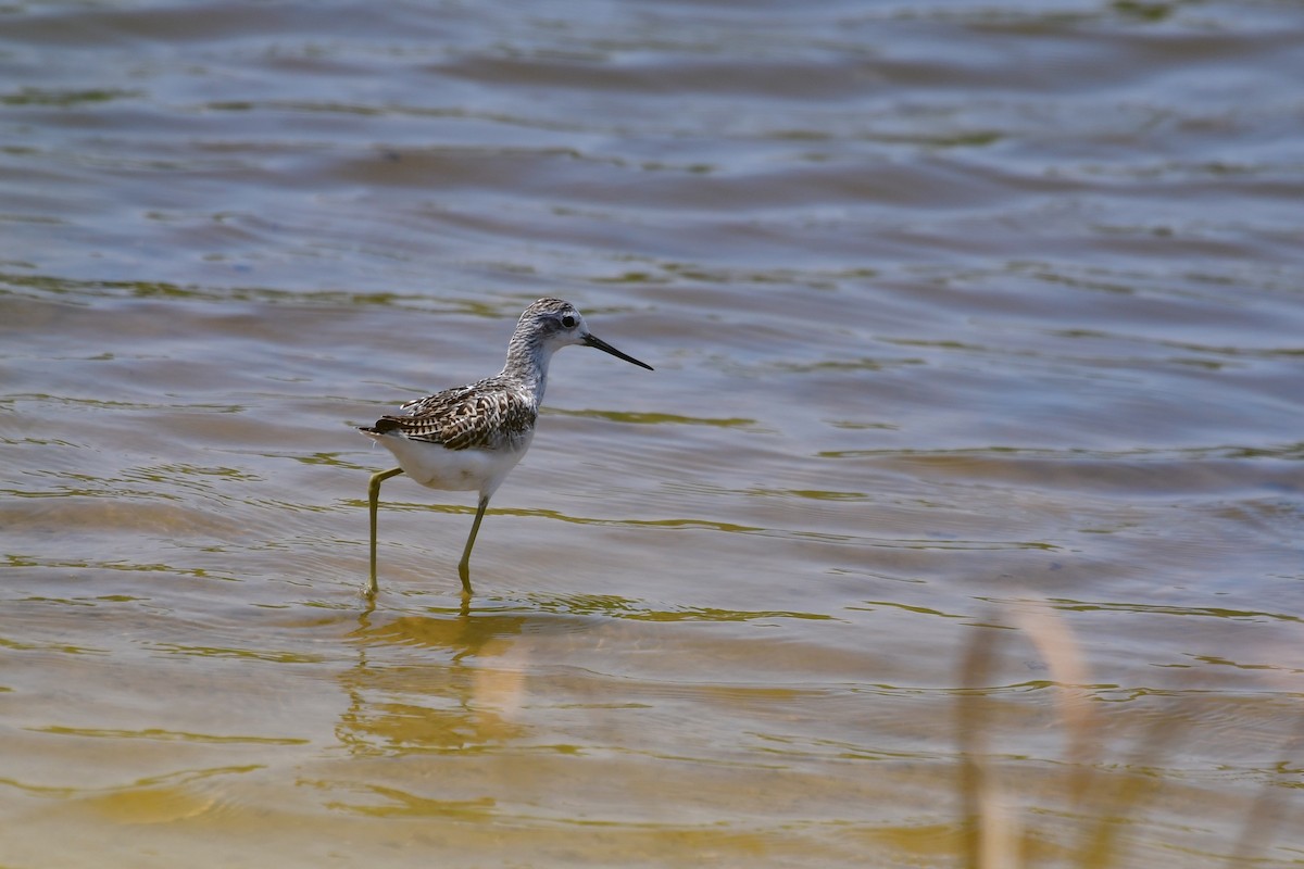 Marsh Sandpiper - ML640794932