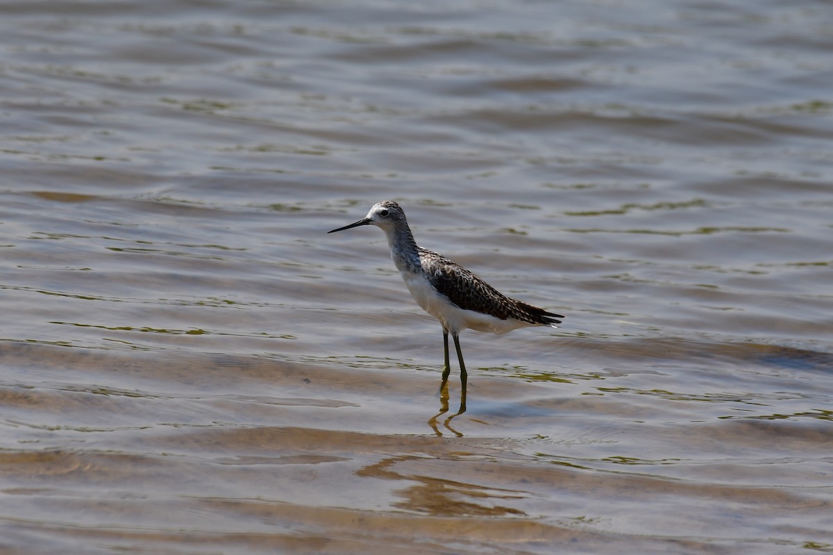 Marsh Sandpiper - ML640794933