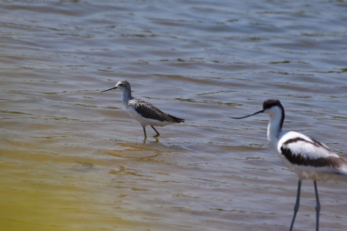Marsh Sandpiper - ML640794935