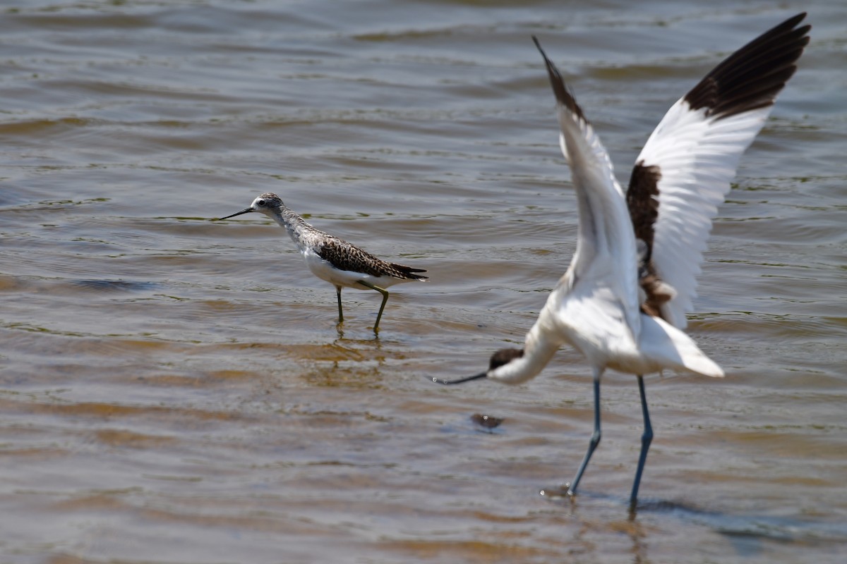 Marsh Sandpiper - ML640794936