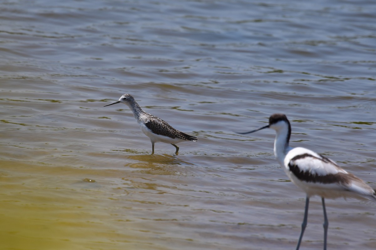 Marsh Sandpiper - ML640794937