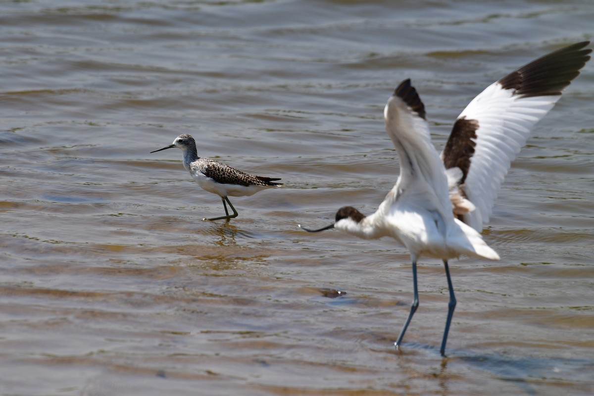 Marsh Sandpiper - ML640794938