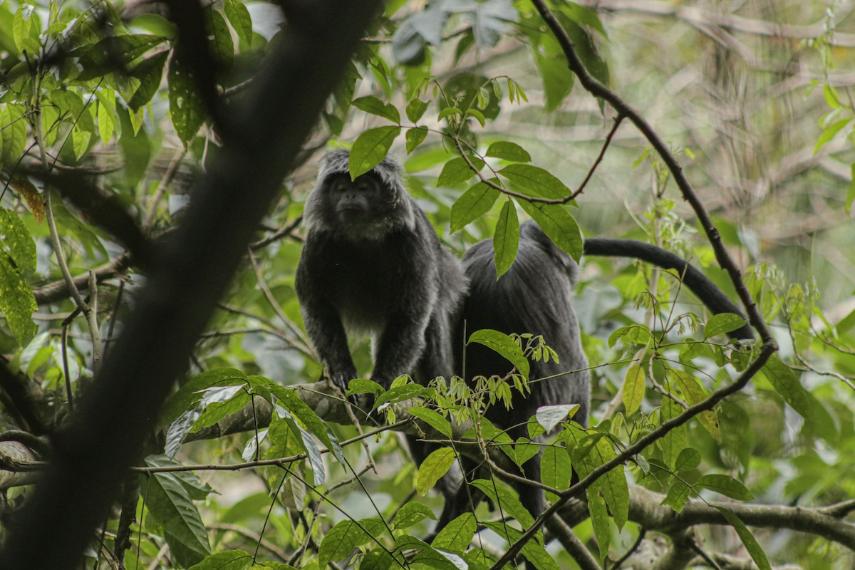 Javan Lutung - ML640794939