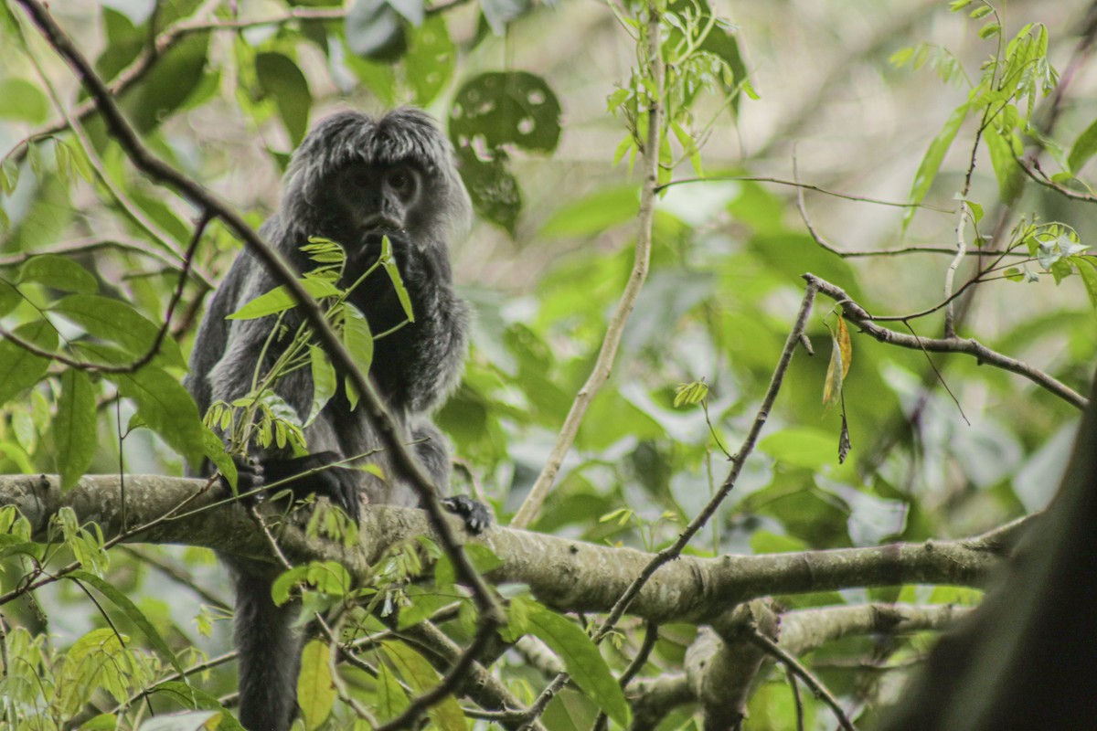 Javan Lutung - ML640794940