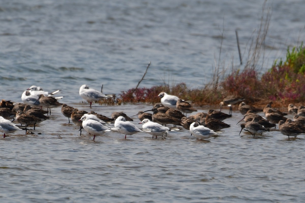 Eurasian Whimbrel - ML640794959
