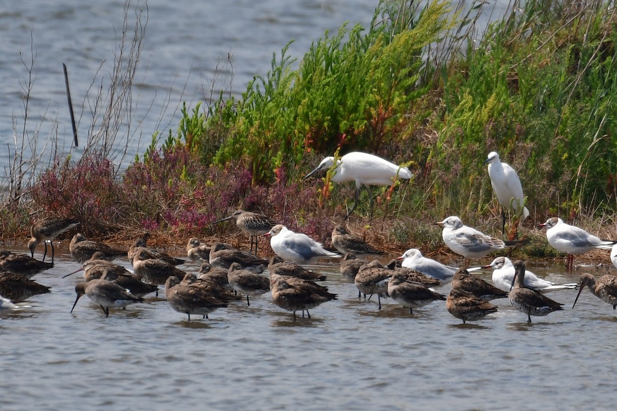 Asian Dowitcher - ML640794967