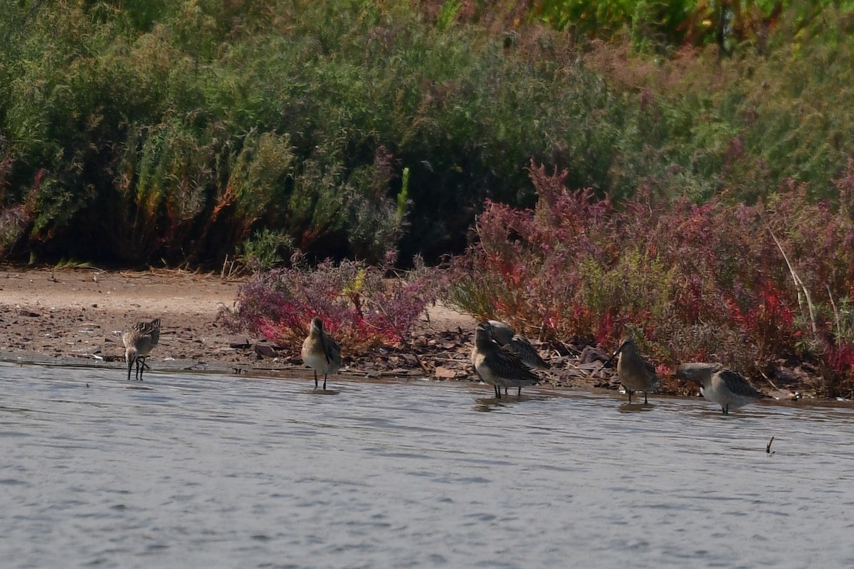 Asian Dowitcher - ML640794979