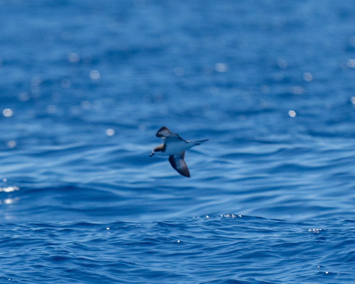 Hawaiian Petrel - ML640794983