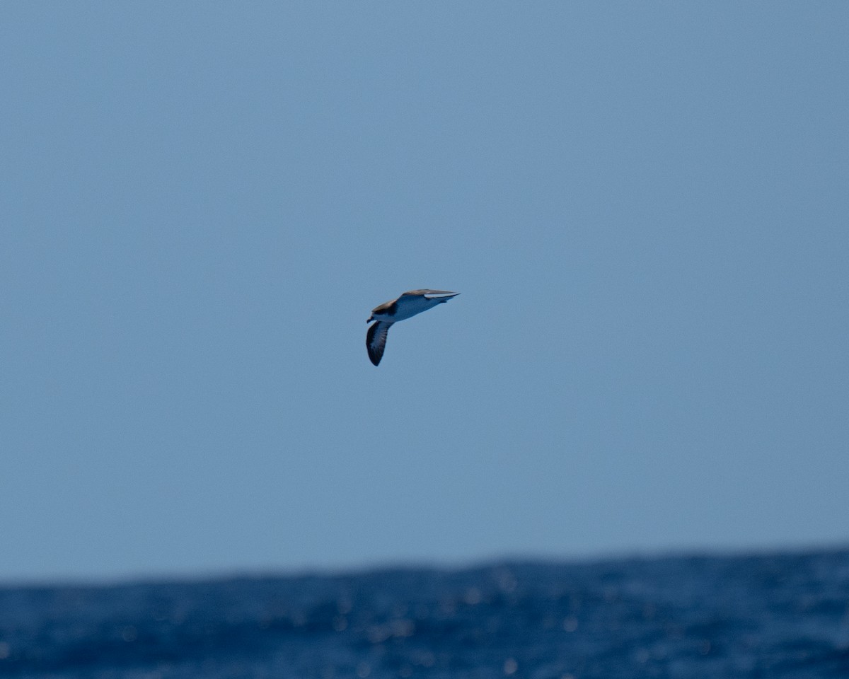 Hawaiian Petrel - ML640794984