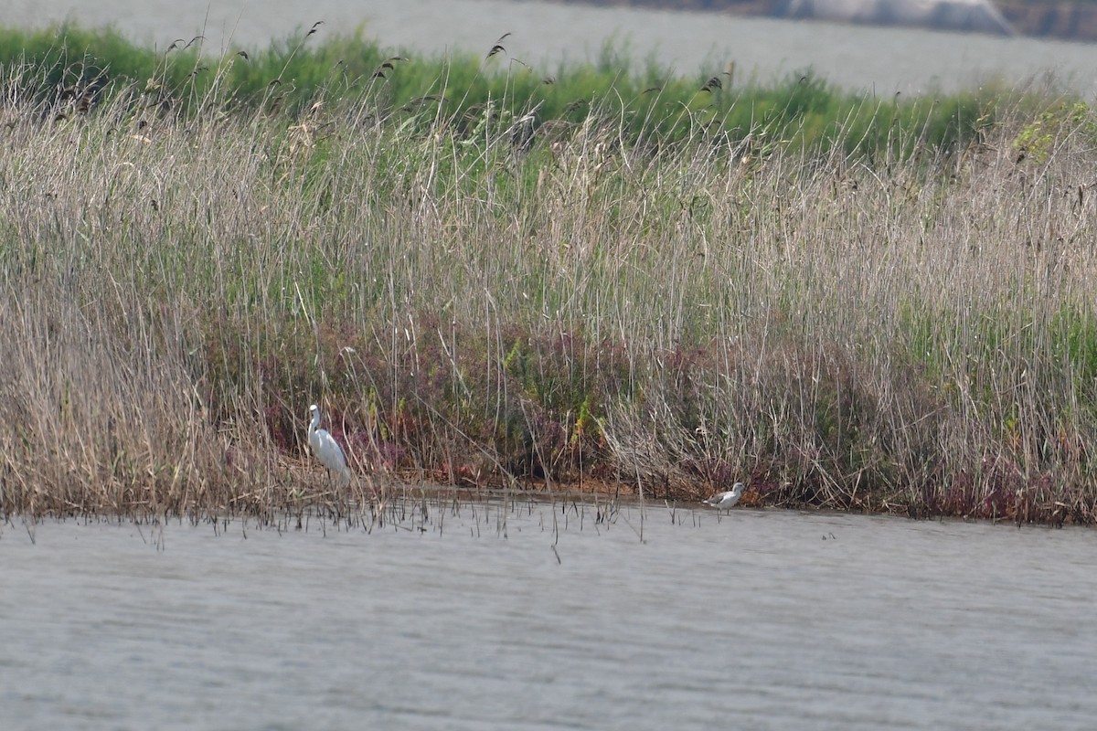 Great Egret - ML640795013